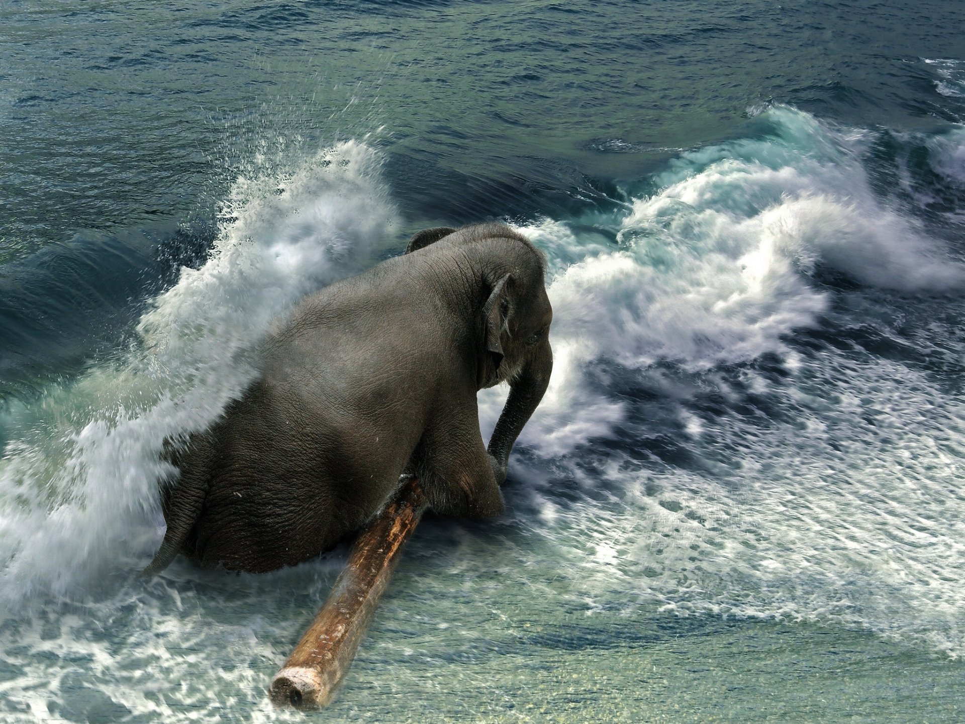 HD PC desktop wallpaper featuring an Asian elephant standing in ocean waves, blending wildlife with a dynamic water scene.