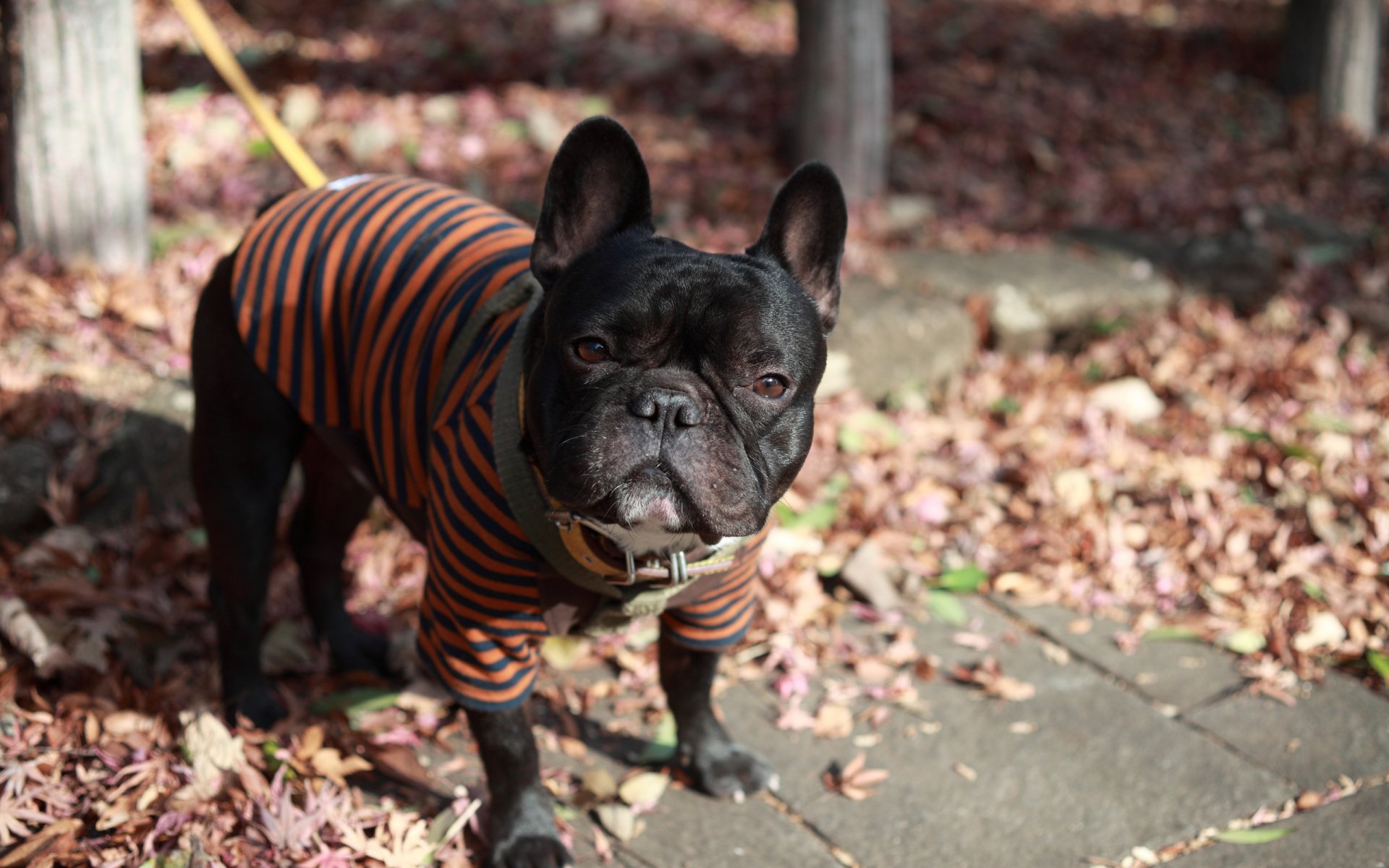 A charming French bulldog wearing a striped shirt stands on a path surrounded by autumn leaves. The image serves as a vibrant HD desktop wallpaper and background.