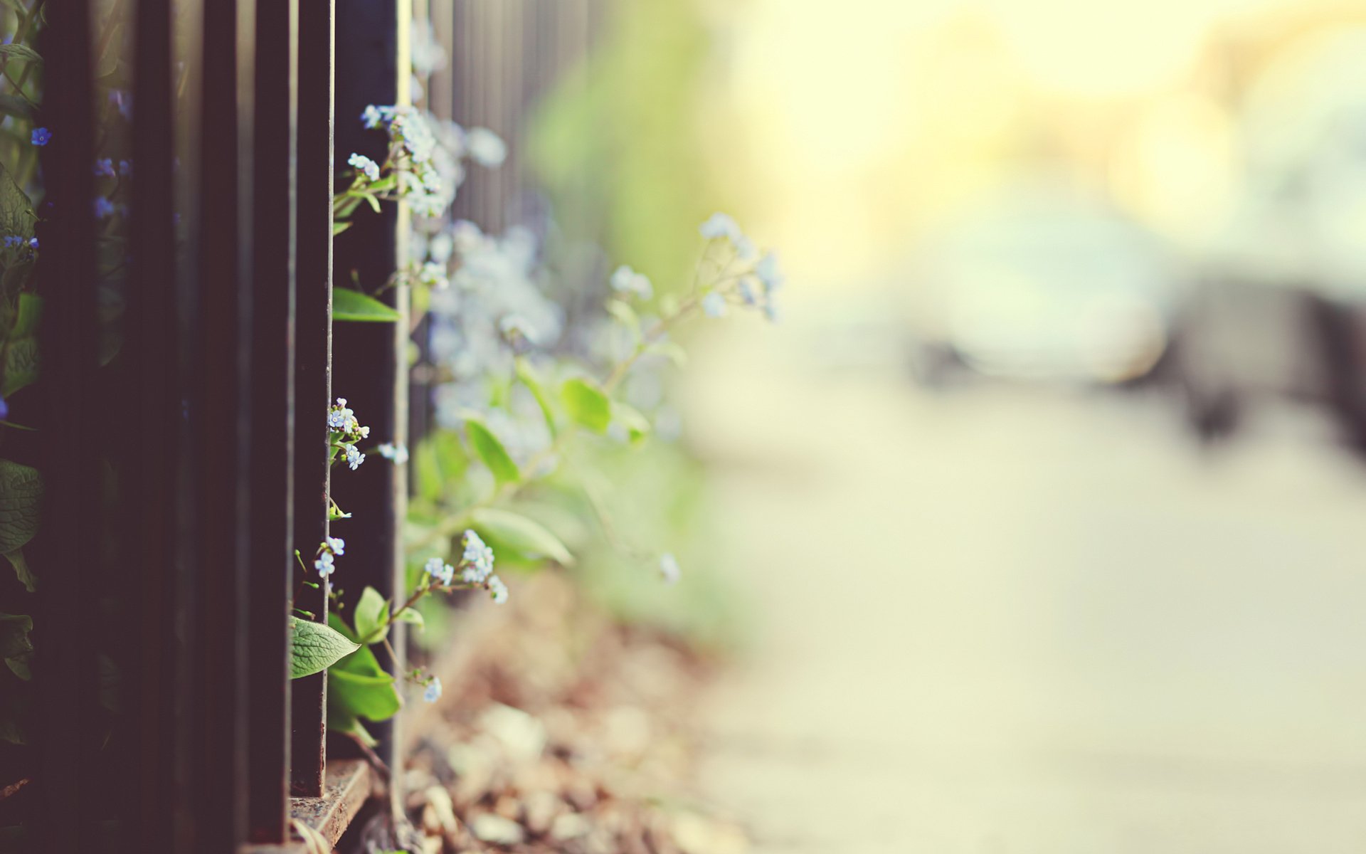 HD PC desktop wallpaper showing a shallow-focus view of a man-made iron fence with small flowers and leaves along a sidewalk and a soft bokeh background.