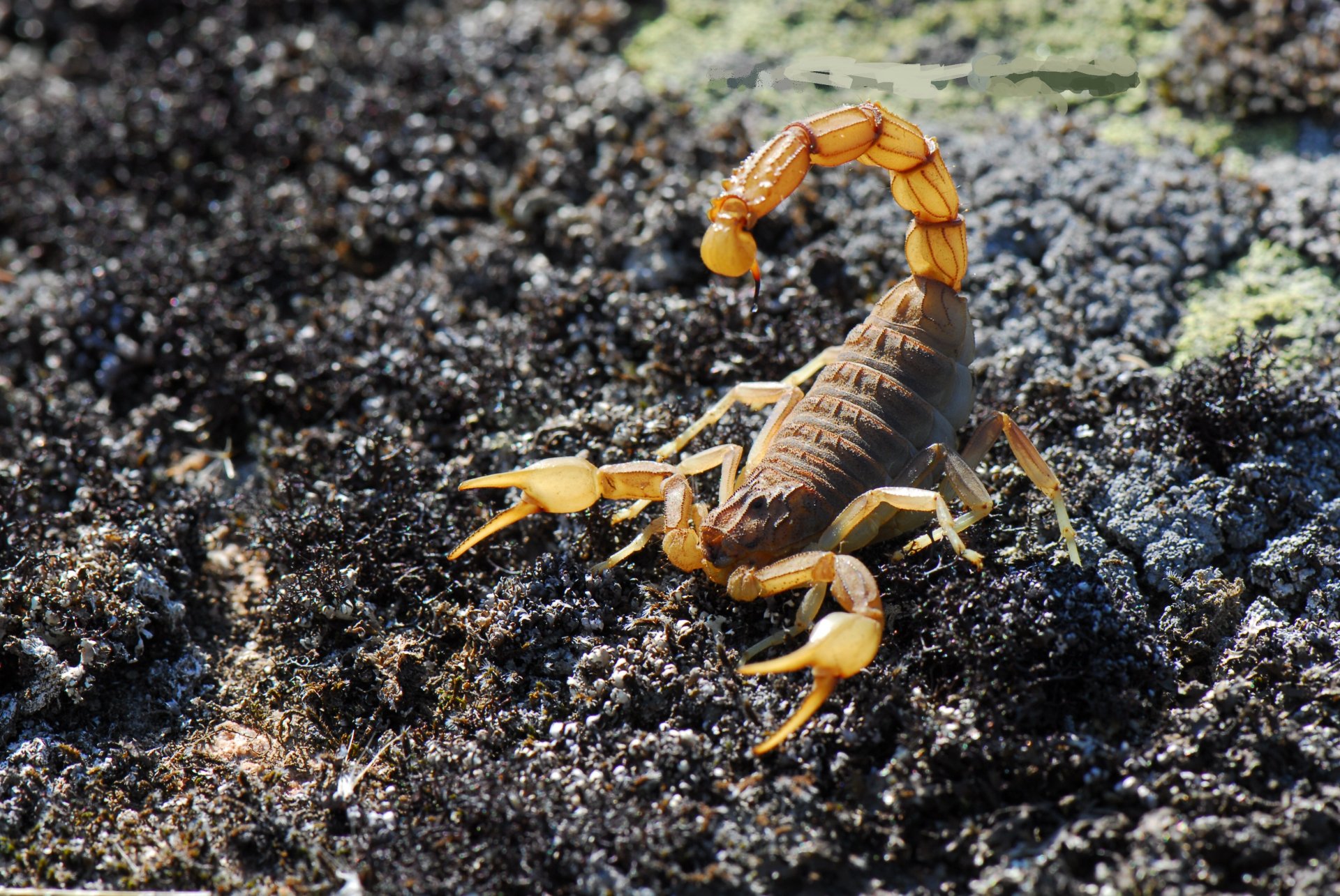 A close-up of a scorpion on textured ground, showcasing its intricate details and vibrant colors, presented as a striking 4K Ultra HD PC desktop wallpaper and background.