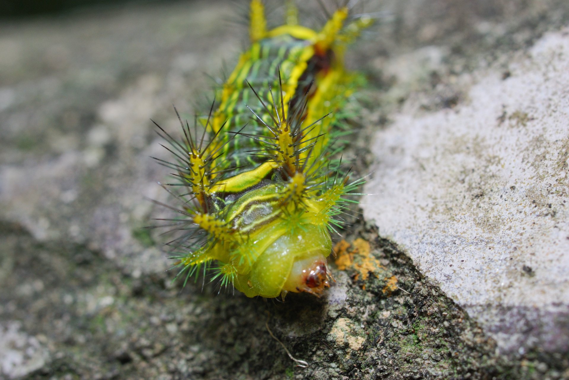 Caterpillar HD Wallpaper | Background Image | 2400x1606