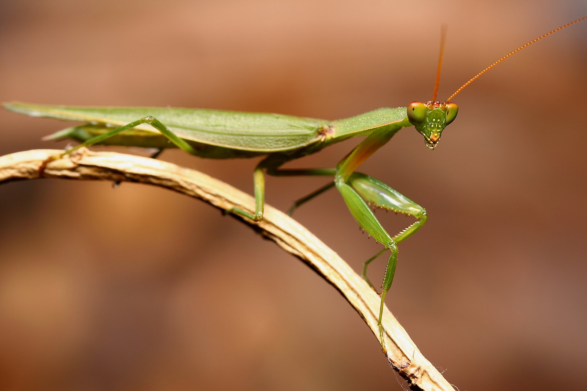 Download Animal Praying Mantis Hd Wallpaper