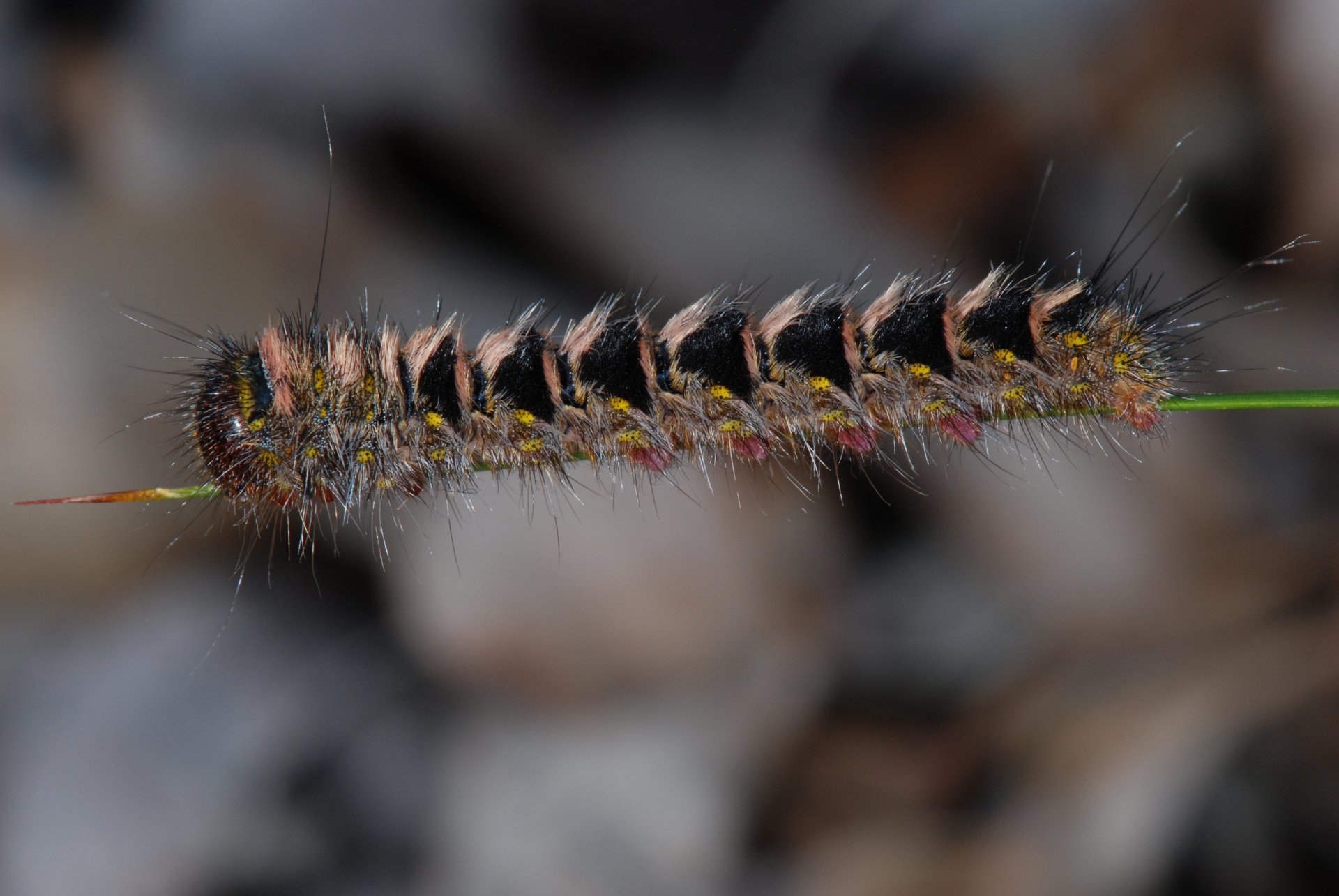 Animal Caterpillar 4k Ultra HD Wallpaper