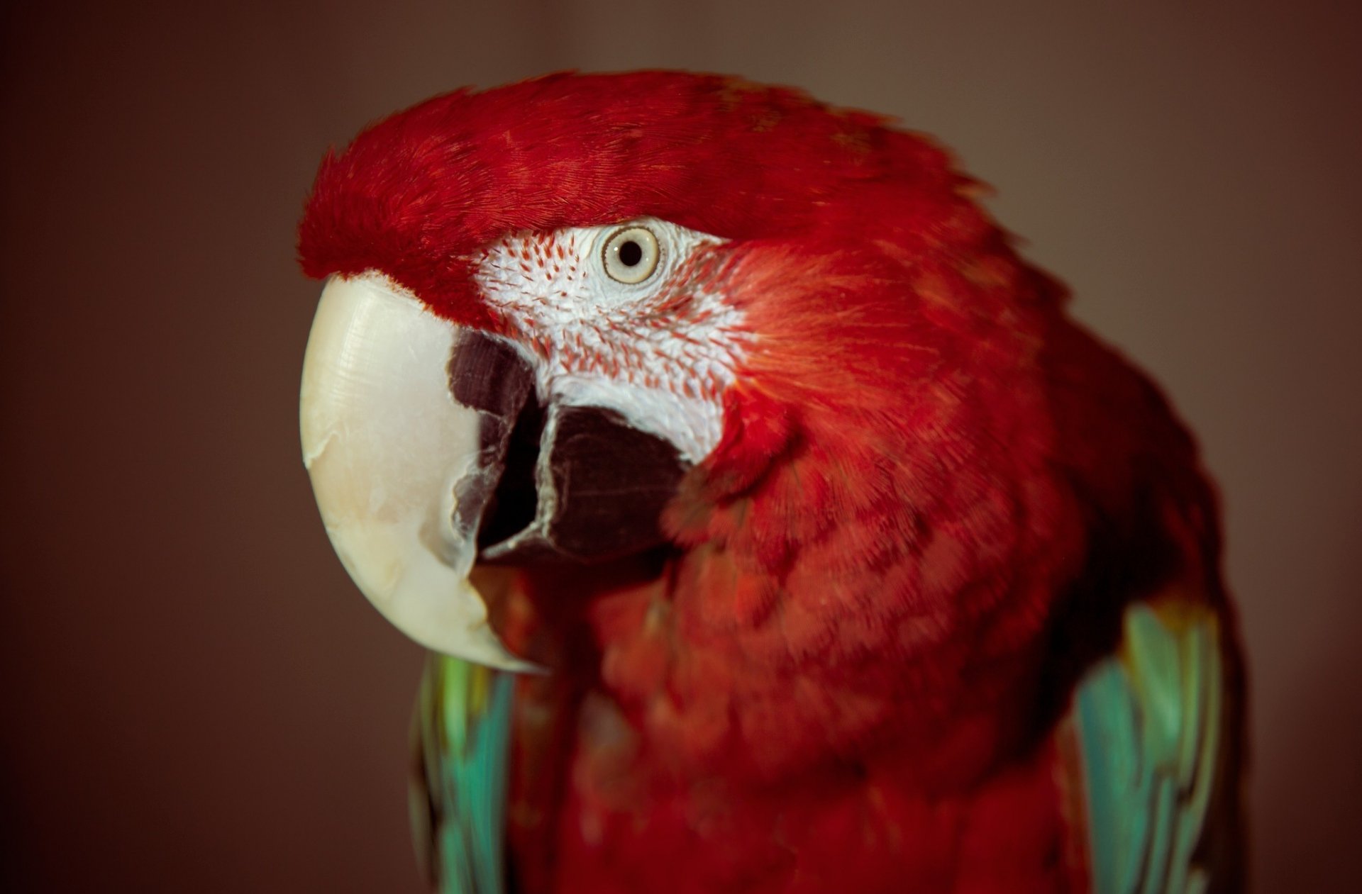 Close-up of a Red-and-green Macaw, showcasing its vibrant red plumage and distinctive beak. This vivid image works well as an HD PC desktop wallpaper.