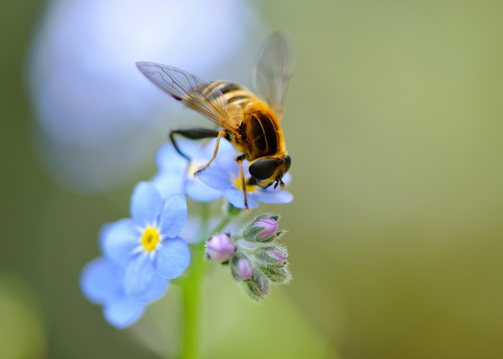 Close-up HD desktop wallpaper of a hoverfly perched on delicate blue and pink flowers against a soft, blurred green background.