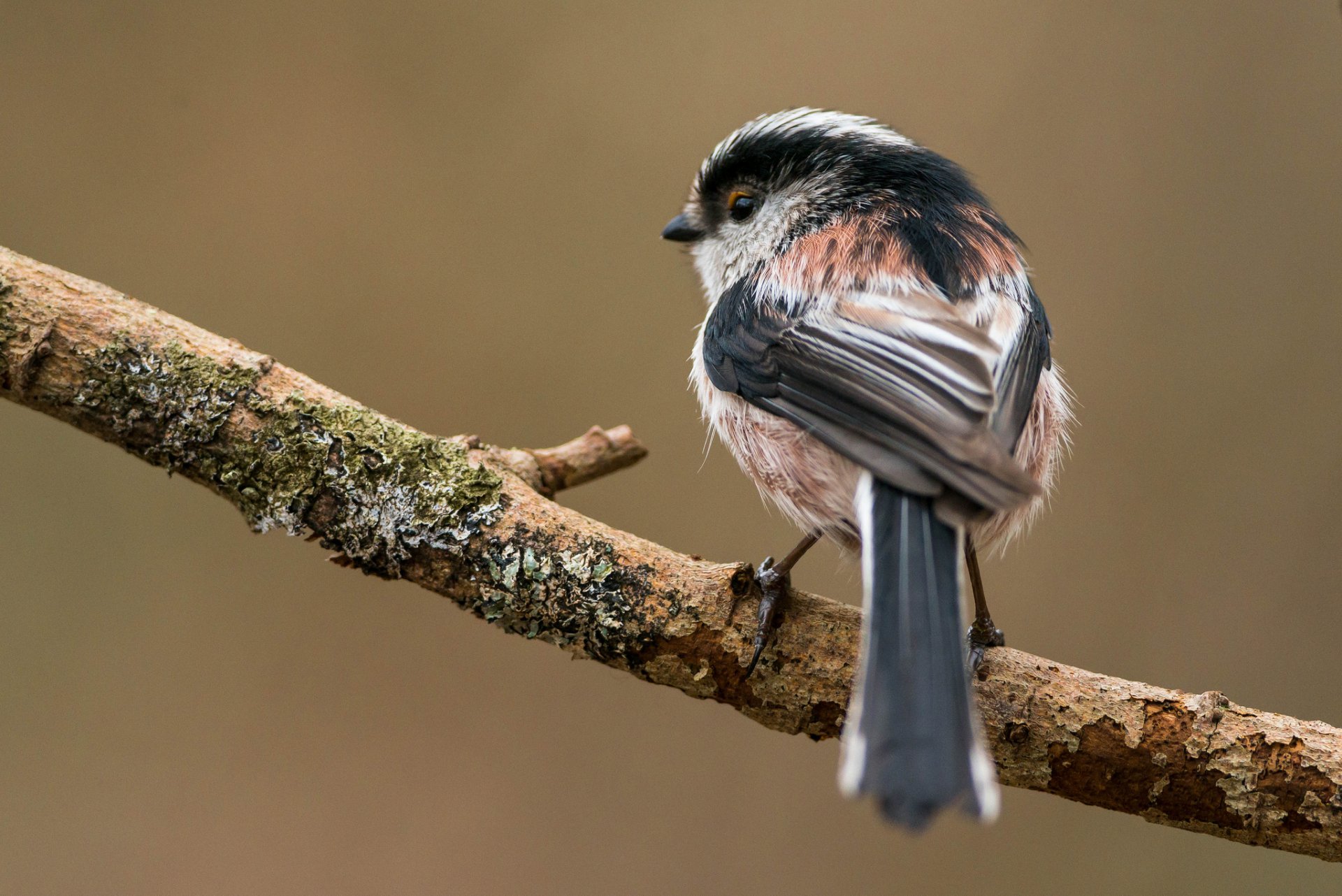 HD PC desktop wallpaper featuring a detailed close-up of a small bird perched on a branch against a soft, blurred background.