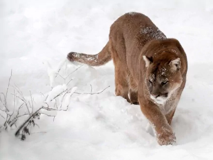 HD desktop wallpaper featuring a cougar walking through a snowy landscape, showcasing the animal's powerful form and natural grace.
