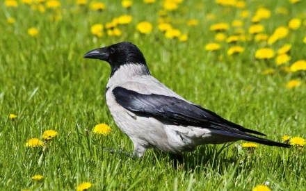 HD desktop wallpaper showing a pied crow standing on green grass dotted with yellow dandelions, showcasing the bird's black and white plumage.