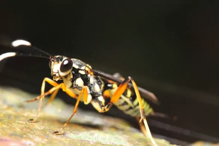 Animal wasp HD Desktop Wallpaper | Background Image