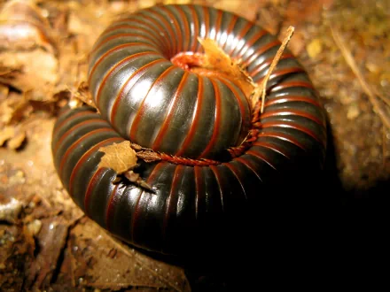 Animal millipede HD Desktop Wallpaper | Background Image