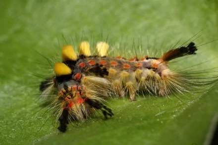 Animal caterpillar HD Desktop Wallpaper | Background Image