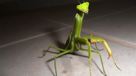 Close-up of a green praying mantis on a tiled surface, captured in 4K Ultra HD quality for a vivid PC desktop wallpaper and background.
