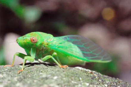 Animal cicada HD Desktop Wallpaper | Background Image