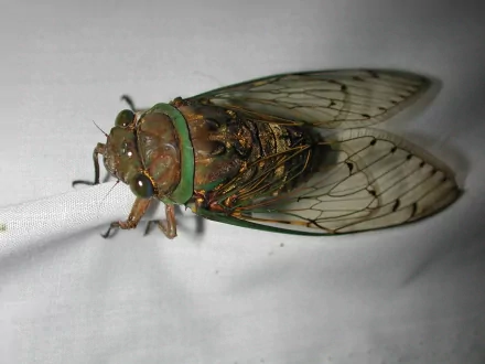 Animal cicada HD Desktop Wallpaper | Background Image
