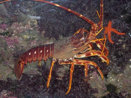  Spiny Lobster