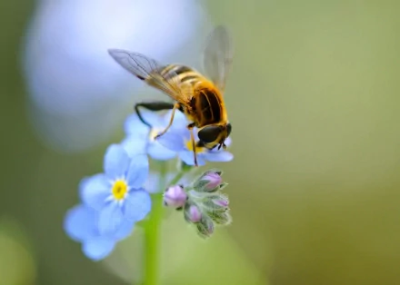 Close-up HD desktop wallpaper of a hoverfly perched on delicate blue and pink flowers against a soft, blurred green background.
