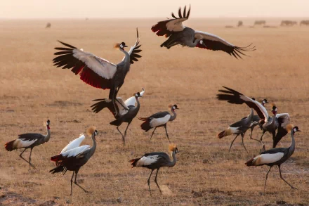 bird Animal Grey crowned crane HD Desktop Wallpaper | Background Image