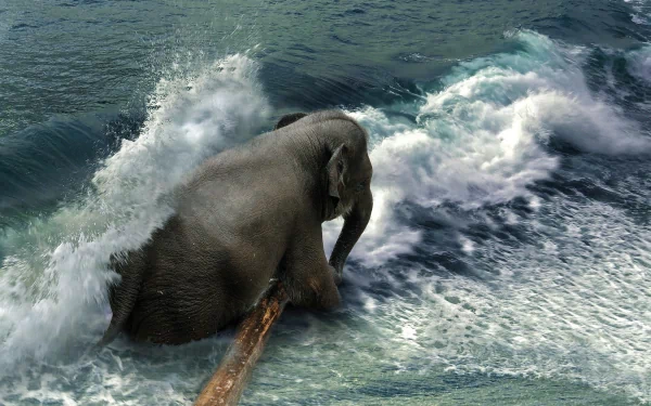 Animal Asian Elephant HD Desktop Wallpaper | Background Image