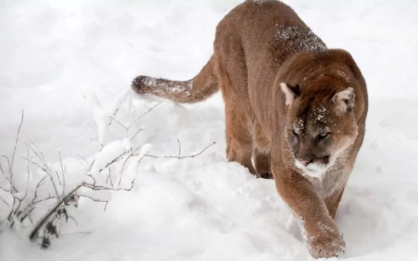 HD desktop wallpaper featuring a cougar walking through a snowy landscape, showcasing the animal's powerful form and natural grace.
