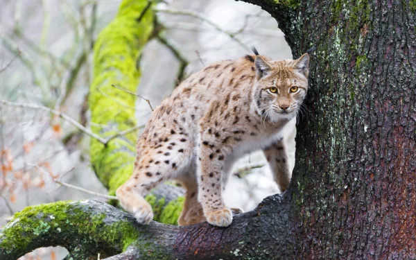 A lynx perched on a moss-covered tree branch in a natural forest setting, captured in stunning 4K Ultra HD quality for PC desktop wallpaper.