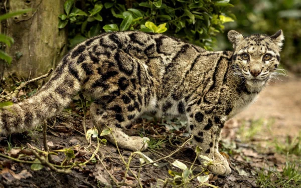 HD desktop wallpaper featuring a clouded leopard standing among foliage, showcasing its distinctive spotted coat and alert expression in a natural setting.