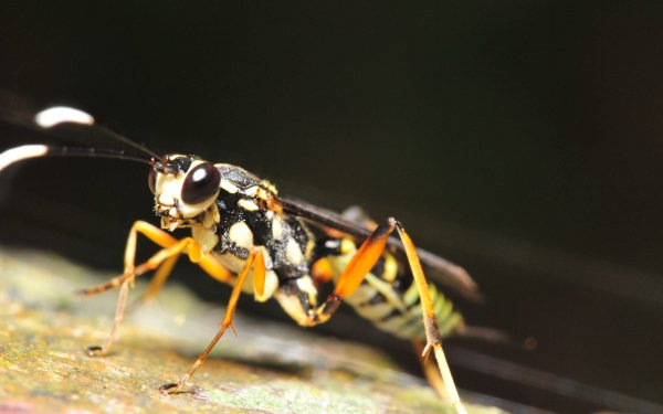 Animal Wasp Insects HD Wallpaper | Background Image