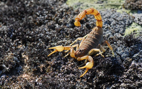 Animal Scorpion HD Wallpaper | Background Image