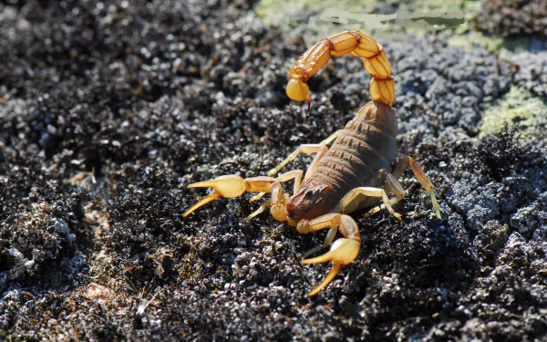 A close-up of a scorpion on textured ground, showcasing its intricate details and vibrant colors, presented as a striking 4K Ultra HD PC desktop wallpaper and background.