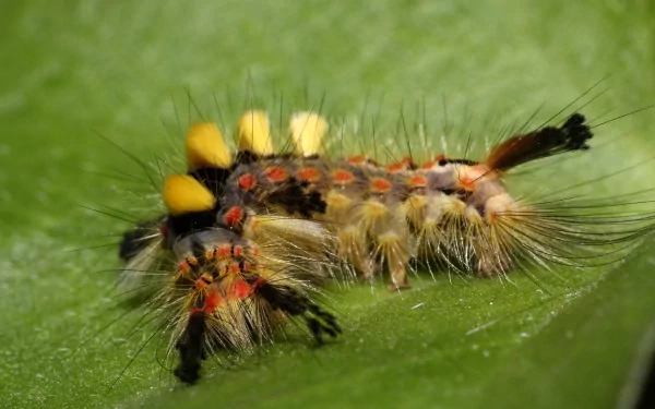 Animal caterpillar HD Desktop Wallpaper | Background Image
