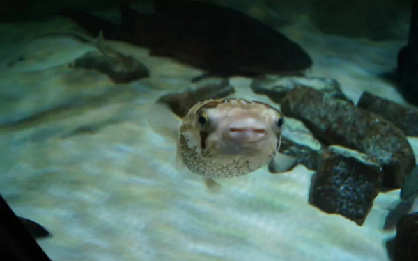 Animal pufferfish HD Desktop Wallpaper | Background Image