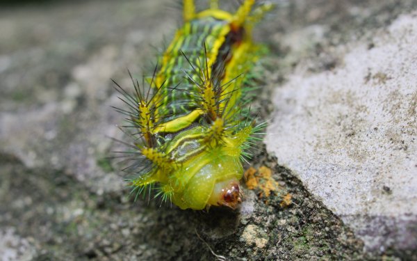 Animal Caterpillar HD Wallpaper | Background Image