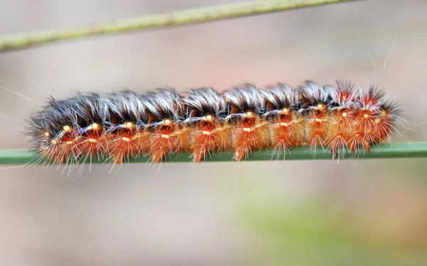 Animal caterpillar HD Desktop Wallpaper | Background Image