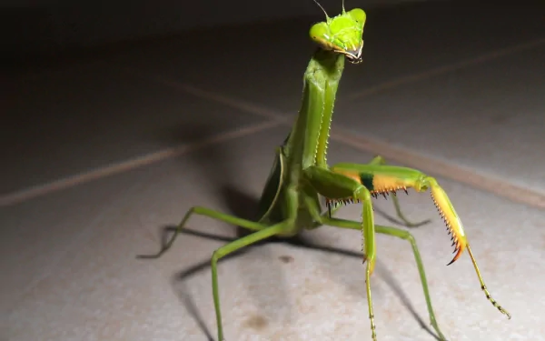 Close-up of a green praying mantis on a tiled surface, captured in 4K Ultra HD quality for a vivid PC desktop wallpaper and background.