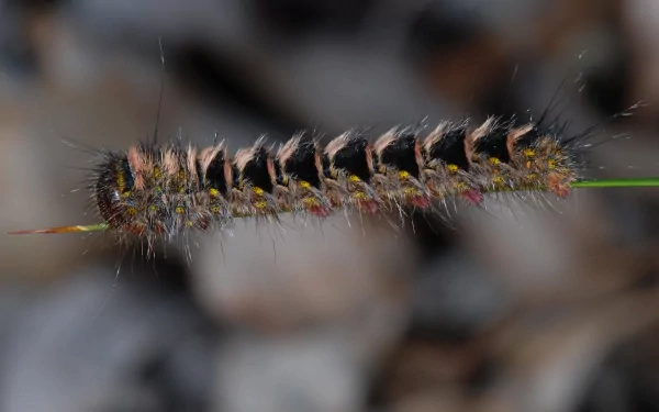 Animal caterpillar HD Desktop Wallpaper | Background Image