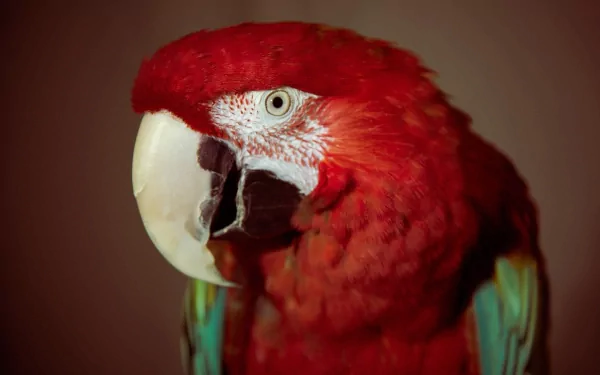 Close-up of a Red-and-green Macaw, showcasing its vibrant red plumage and distinctive beak. This vivid image works well as an HD PC desktop wallpaper.
