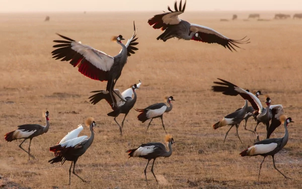 bird Animal Grey crowned crane HD Desktop Wallpaper | Background Image