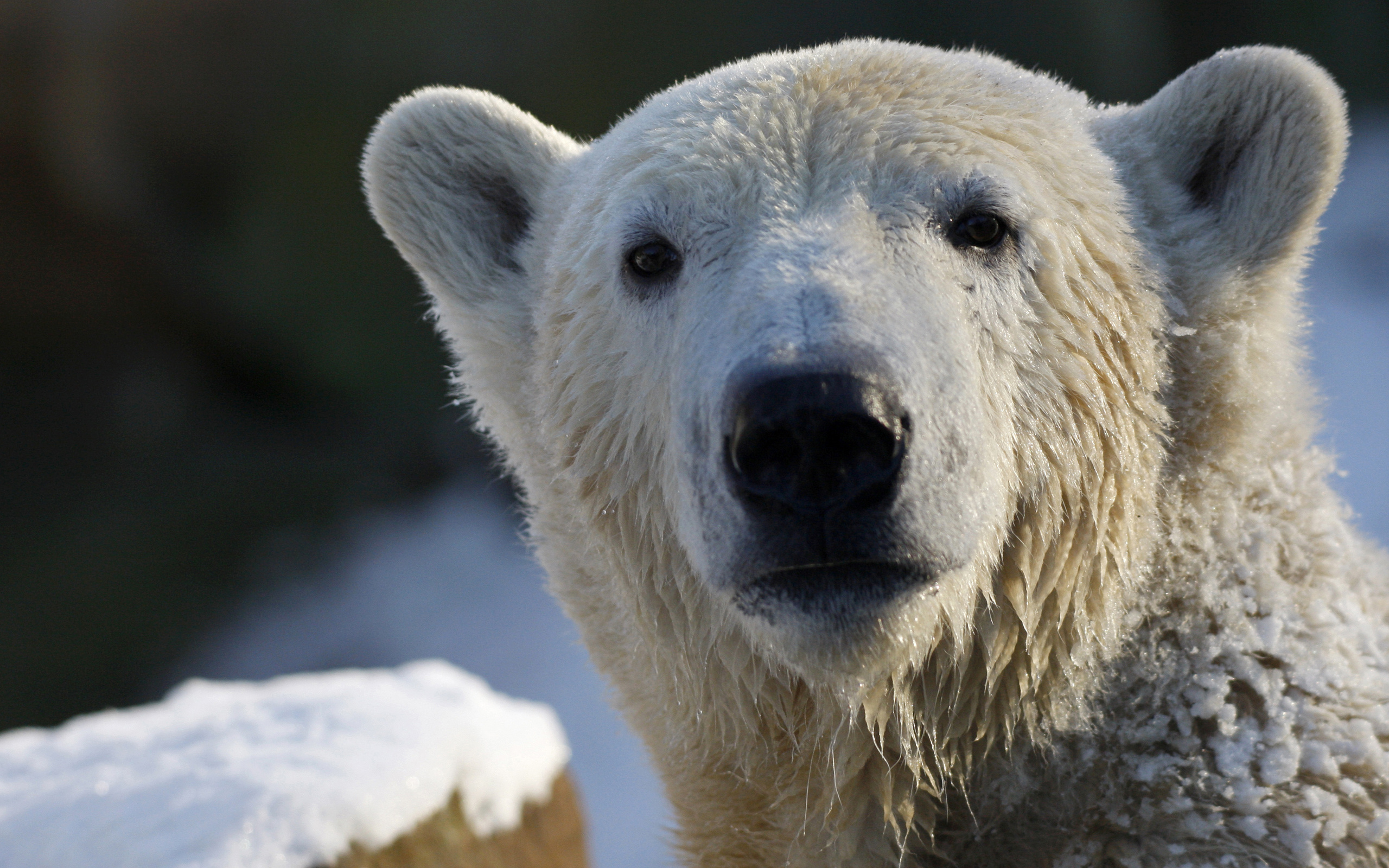 Animal Polar Bear HD Wallpaper