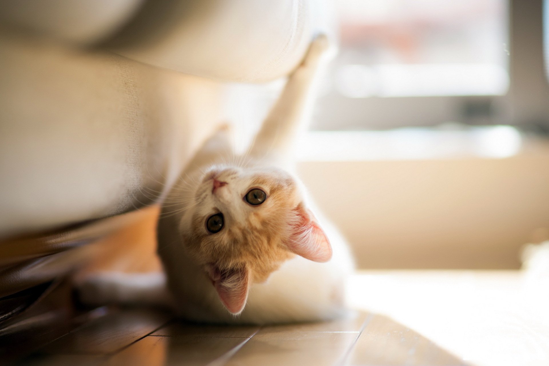 A cute kitten playfully stretching beside a couch, captured in this HD desktop wallpaper. The soft fur and inquisitive gaze add charm to this delightful animal background.