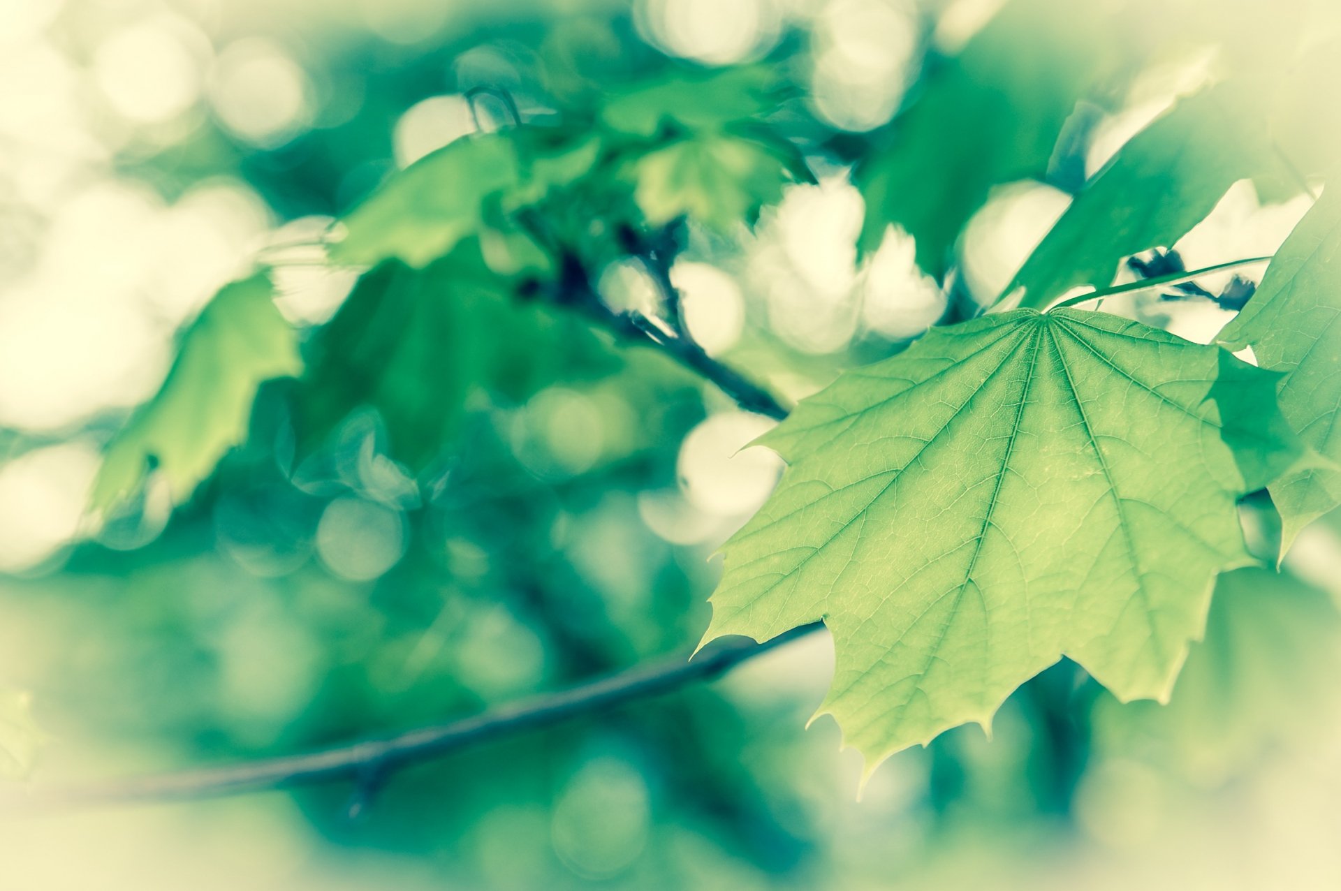 Backlit green maple leaf in soft-focus bokeh, calming nature scene — HD PC desktop wallpaper and background.