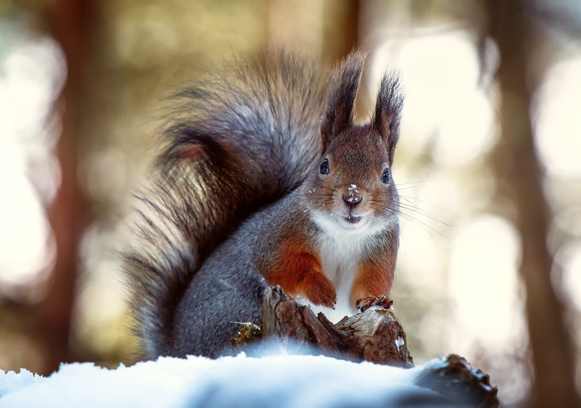 A charming squirrel perched on a snowy log, surrounded by a blurred forest backdrop, creates a captivating HD desktop wallpaper and background.