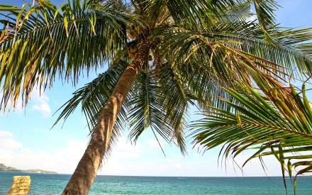 nature palm tree HD Desktop Wallpaper | Background Image