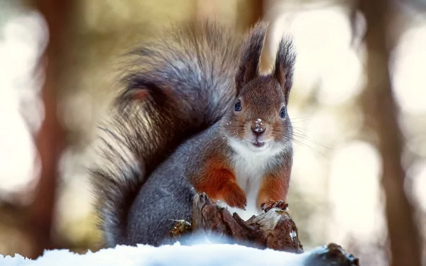 A charming squirrel perched on a snowy log, surrounded by a blurred forest backdrop, creates a captivating HD desktop wallpaper and background.