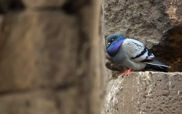 A vibrant pigeon with a shimmering bluish-purple neck rests on a stone ledge, set against a textured background. This HD image serves as an engaging desktop wallpaper.