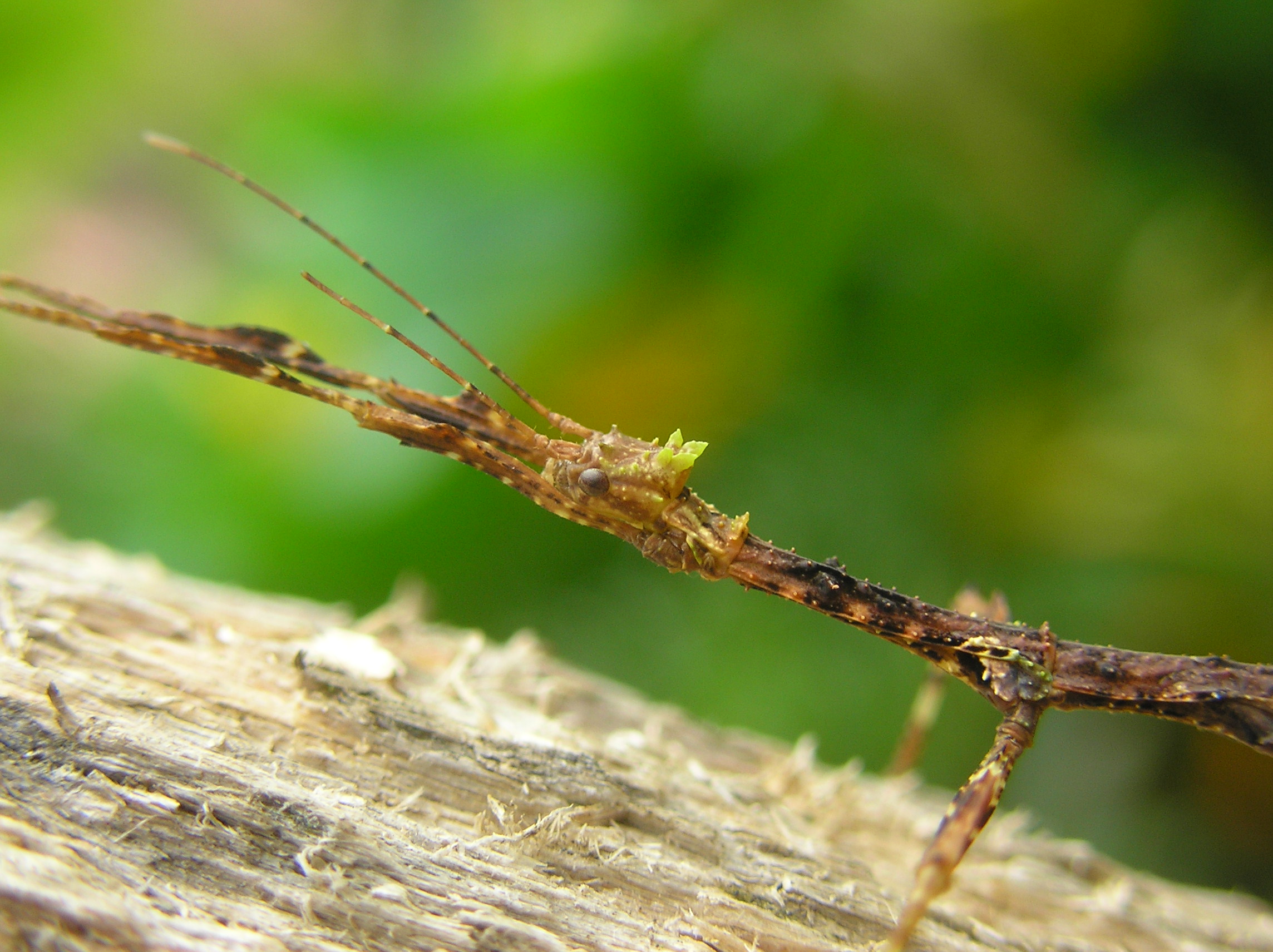 Download Animal Insect HD Wallpaper