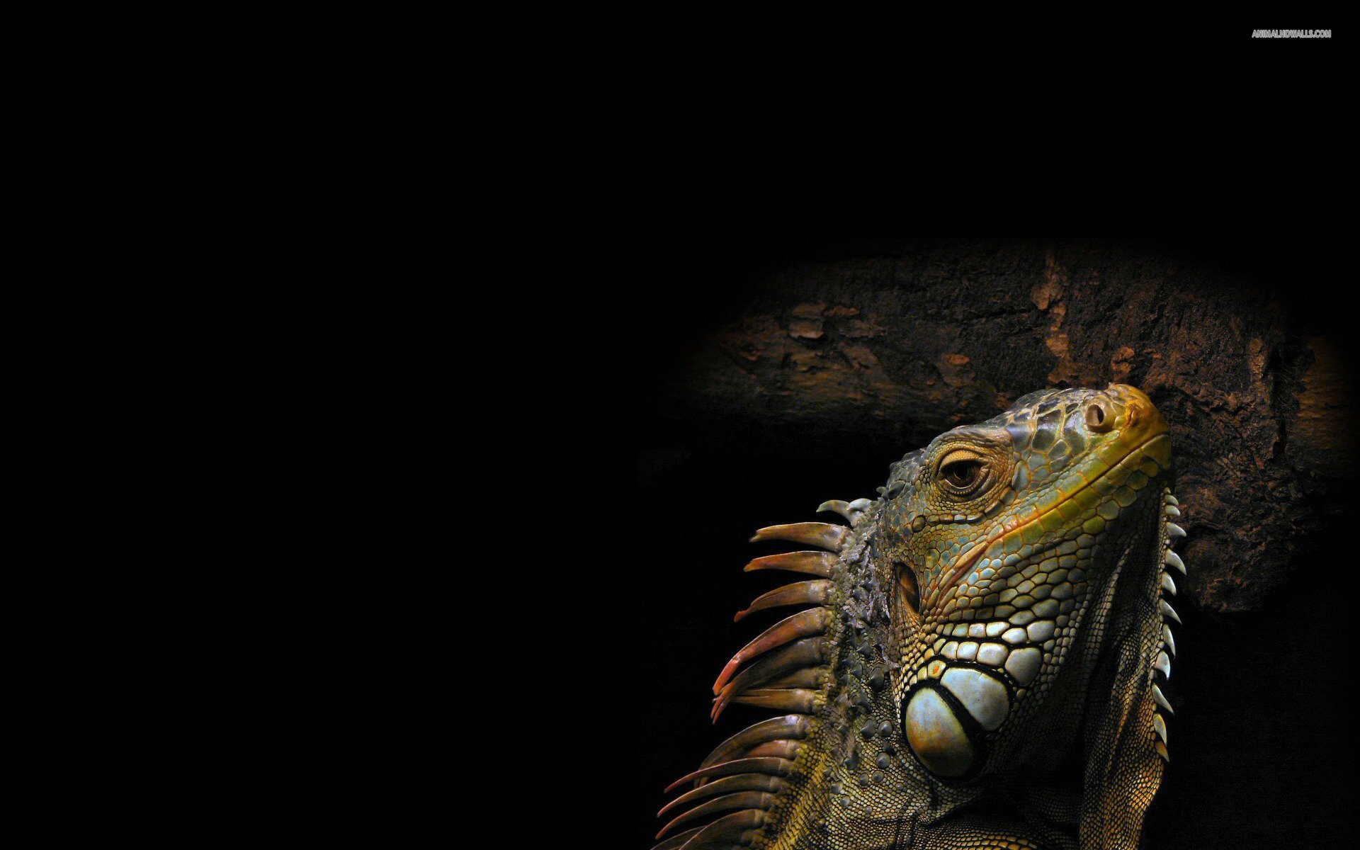 Download Animal Iguana HD Wallpaper