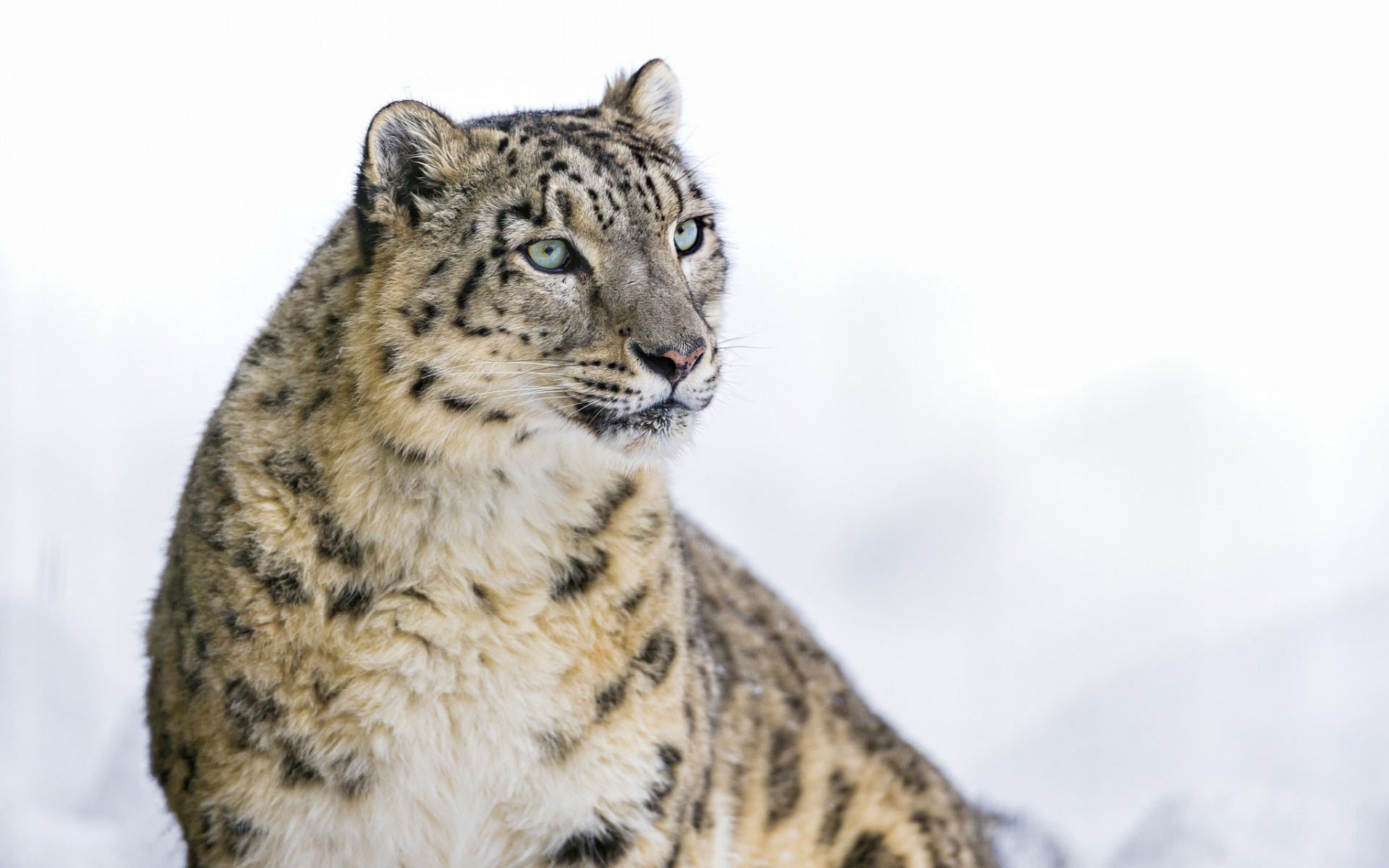 Download Animal Snow Leopard HD Wallpaper