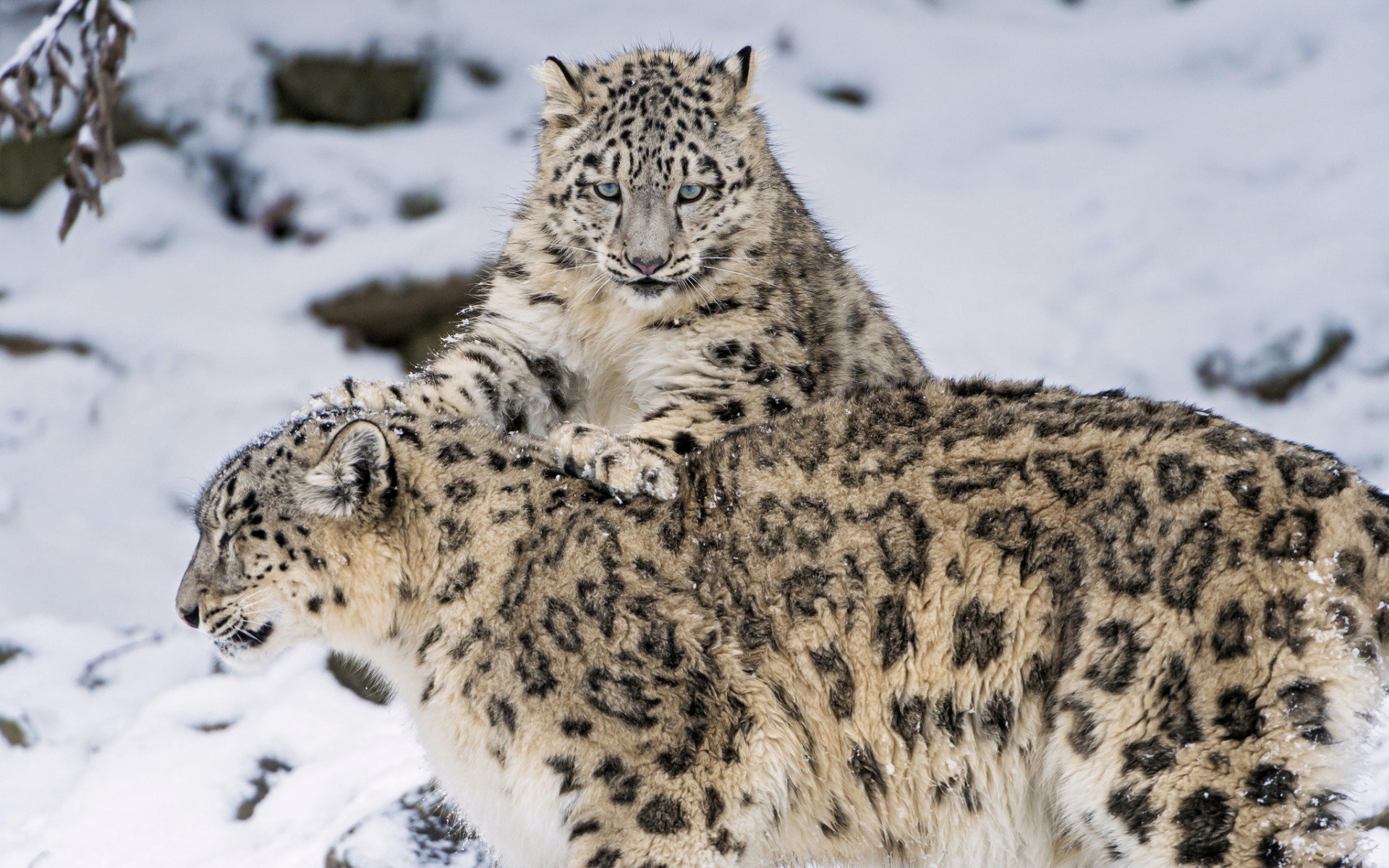 Snow Leopard Hd Wallpaper