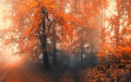 HD wallpaper of a foggy forest path during fall, with trees displaying vibrant orange foliage, creating a serene and picturesque nature scene.