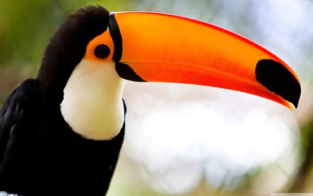 A vibrant toco toucan with a striking orange bill and black feathers, set against a blurred natural background. This HD image serves as an engaging desktop wallpaper.