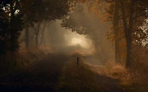 HD PC desktop wallpaper showing a man-made path winding through a misty forest with warm, golden light filtering through the trees.